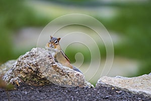 The chipmunks and the season of fall