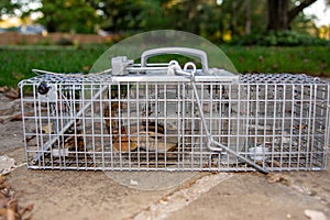 Chipmunks in a Trap