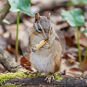 a chipmunt sitting on a tree branch eating some food