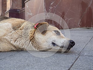 chipped dog. Best friend. Dog head close up. Sterilized dog. The animal sighs