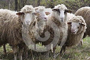 Chipped sheep