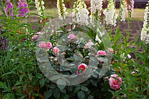 Chippendale pink roses flowers blooming in summer garden. Tantau peachy rose grows by foxgloves and lavender photo