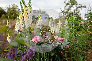 Chippendale pink roses flowers blooming in summer garden. Tantau peachy rose grows by foxgloves and lavender photo