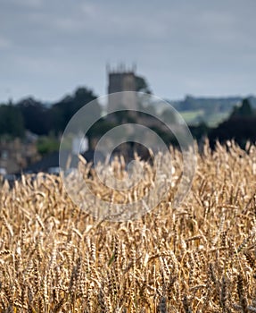 Chipping Campden, Gloucestershire, UK on the horizon. Photographed in late summer with a field of wheat in the foreground.