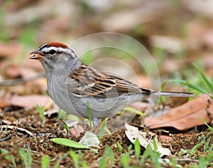 Chipping Sparrow photo