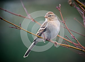 Chipping Sparrow