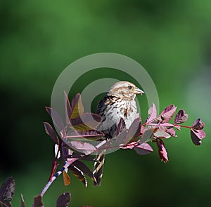 Chipping Sparrow photo