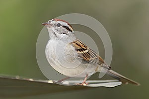 Chipping Sparrow