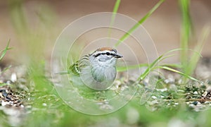 Chipping Sparrow bird eating seeds in grass, Athens GA, USA