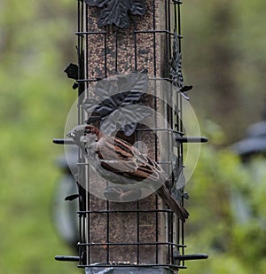 Chipping Sparrow on Bird Feeder and Seeds in Mouth