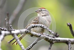 Chipping Sparrow bird perched, Park City, Utah USA birding