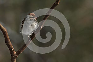 Chipping Sparrow Bird on Tree Limb