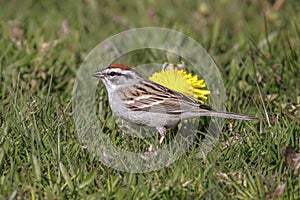 Chipping sparrow bird