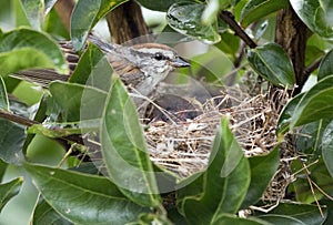 Chipping Sparrow birding feeding baby birds in a nest, Georgia USA photo