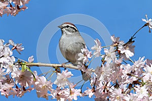 Chipping Sparrow With Cherry Blossoms photo