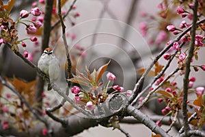 Chipping Sparrow in cherry tree photo