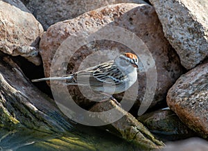 Chipping Sparrow at Edge of Pool of Water