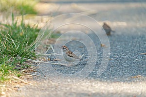 Chipping sparrow feeding on the ground