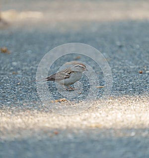 Chipping sparrow feeding on the ground