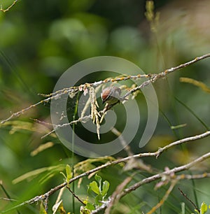 Chipping sparrow feeding in woods