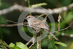 Chipping sparrow feeding in woods