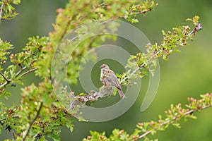 Chipping sparrow feeding in woods