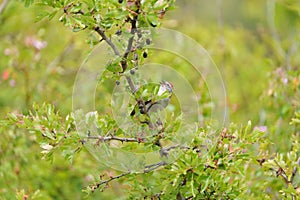 Chipping sparrow feeding in woods