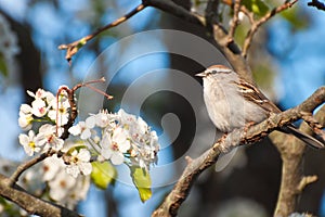 Chipping Sparrow photo