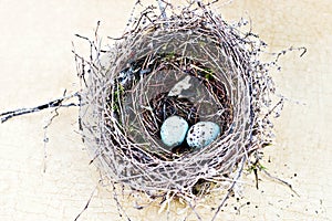 Chipping sparrow nest and eggs