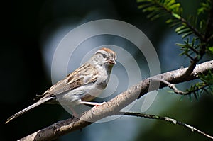 Chipping Sparrow Perched on a Branch