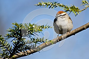 Chipping Sparrow Perched in a Tree