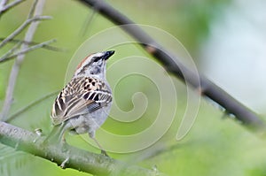 Chipping Sparrow Perched in a Tree