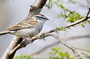 Chipping Sparrow Perched in a Tree