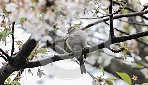 Chipping Sparrow Perched on a Tree Branch Looking Down