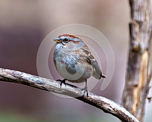 Chipping Sparrow Photo and Image. Sparrow close-up profile view perched on a branch with a soft brown background in its