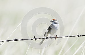 Chipping Sparrow on the Prairies of Colorado