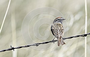 Chipping Sparrow on the Prairies of Colorado