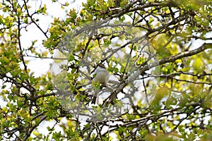 Chipping sparrow resting in forest