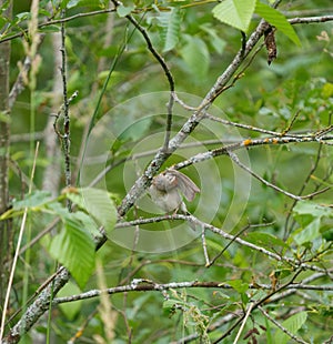 Chipping sparrow resting in forest