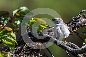 Chipping Sparrow Searching for Food