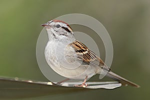 Chipping Sparrow (Spizella passerina) photo