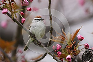 Chipping Sparrow (Spizella passerina passerina) photo