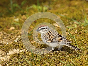 Chipping Sparrow (Spizella passerine)