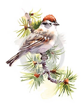 Chipping Sparrow Watercolor Bird on a branch Illustration Hand Drawn isolated on white background
