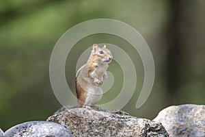 Chippy the Chipmunk in the Adirondacks