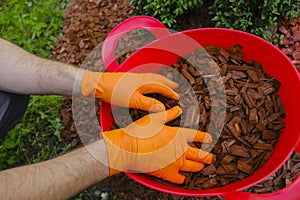 chips for mulching in in red bucket.Hands pour chips and mulch the soil in the garden.Decorative chips for the garden
