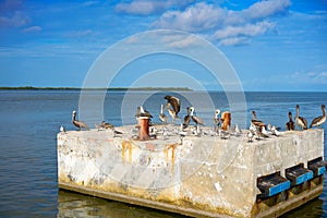 Chiquila port sea gulls and Pelicans in Mexico photo