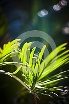 Chiquita palm leaves