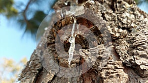 chir gond or gum of pine tree acacia gum closeup