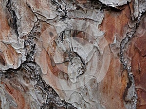 Chir pine bark